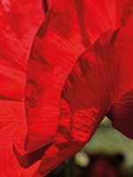 Flamenco Poppy 02 | Image