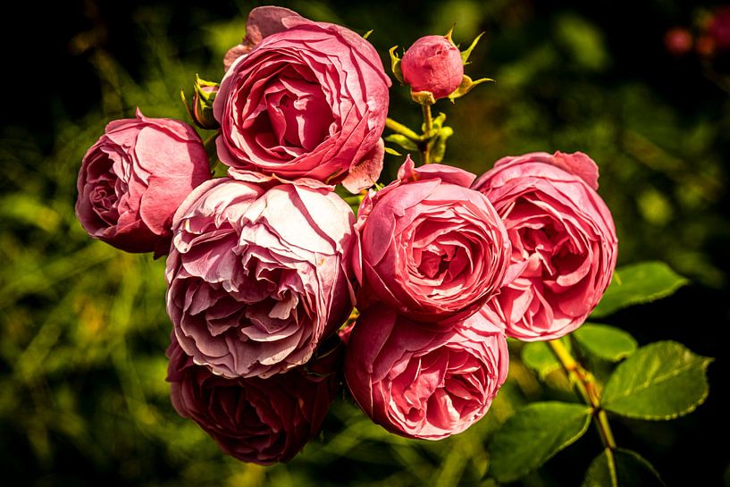 Delicate wilde rozenbloesems van Dieter Walther