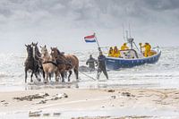 Bateau de sauvetage pour chevaux Ameland