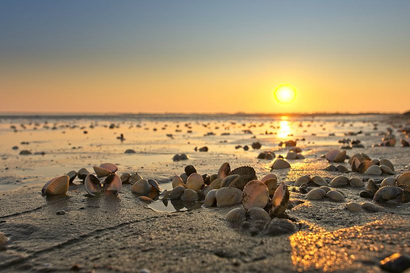 Cockles by Albert Wester Terschelling Photography