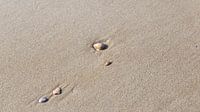 Coquillages sur la plage, Bergen aan Zee, Pays-Bas