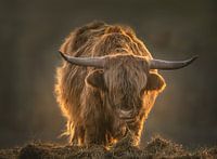 Schottischer Highlander im Morgenlicht.