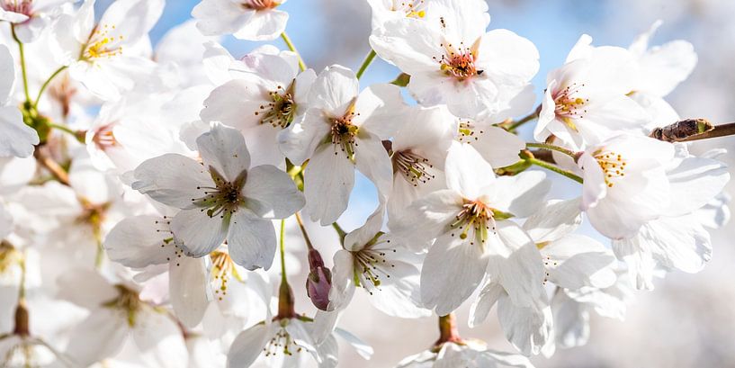 Makro Blüten der Kirsche von Dieter Walther