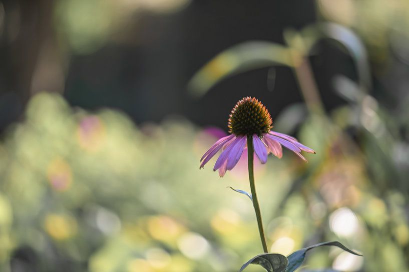 Sonnenhut zwischen dem Grün von Tania Perneel