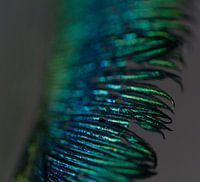 Plume de paon