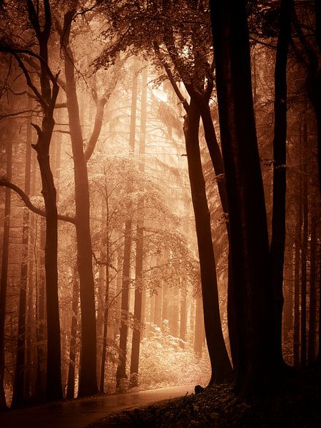 Dem Licht entgegen - braun von Mark Scheper