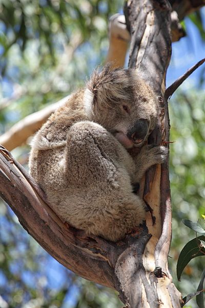 Koala (Phascolarctos cinereus) par Dirk Rüter