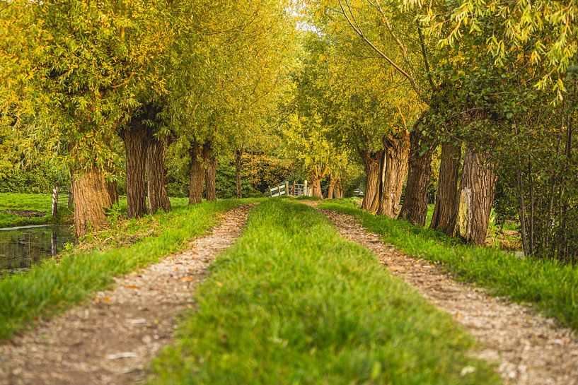 beau sentier de promenade à travers le polder dans la région de Krimpenerwaard par Lima Fotografie