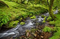 Un paysage fluvial près de Yelverton