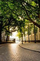 Blätterdach über der Cingelstraat in Breda