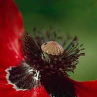 Corn poppy, Papaver rhoeas