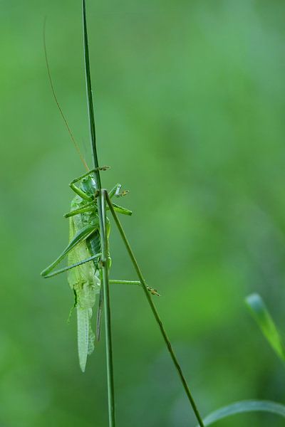 Large green grasshopper on a blade of grass by Truus Hagen