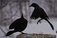 Bronzen quiscales bij de tuinvoeder