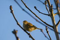 The common chiffchaff in golden morning light.