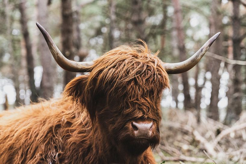 Portrait of a Scottish Highlander in nature by Sjoerd van der Wal Photography