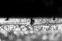 Kuifeenden in tegenlicht