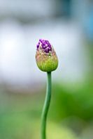 Allium