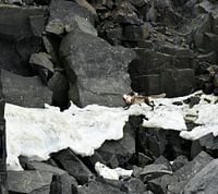 Arctic Fox with catch