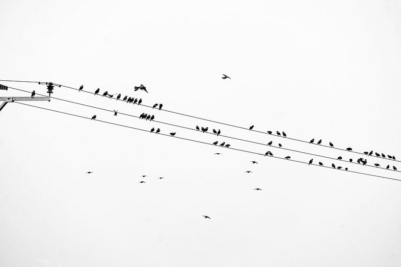 Vögel auf der Stromleitung von Flatfield