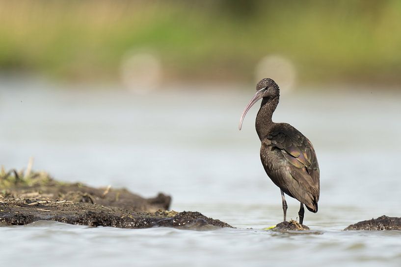 Porträt eines Brauner Sichler von Sven Scraeyen