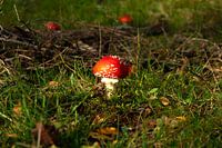 Fly agaric in the sunshine