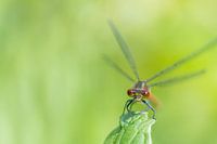 Close-up of a damselfly