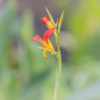 Blüte in schönem Gelb und Orange.