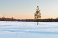 Goldene Stunde in Schwedisch-Lappland