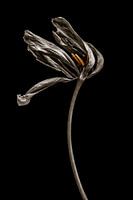 Dried tulip