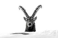 Portrait ibex