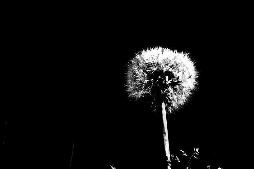 Paardenbloem von Anouk Hemmink