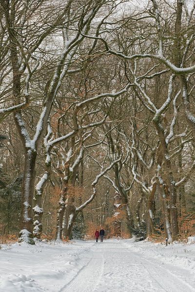 Marcher dans la forêt enneigée par Moetwil en van Dijk - Fotografie