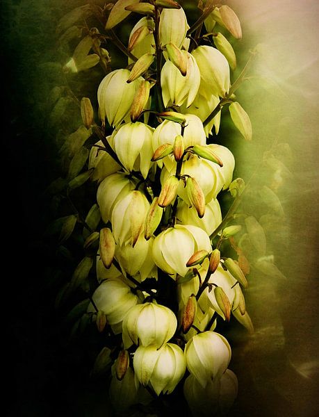 Yucca à fleurs. par David English