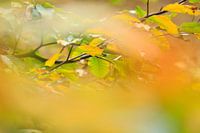 detail in beech forest
