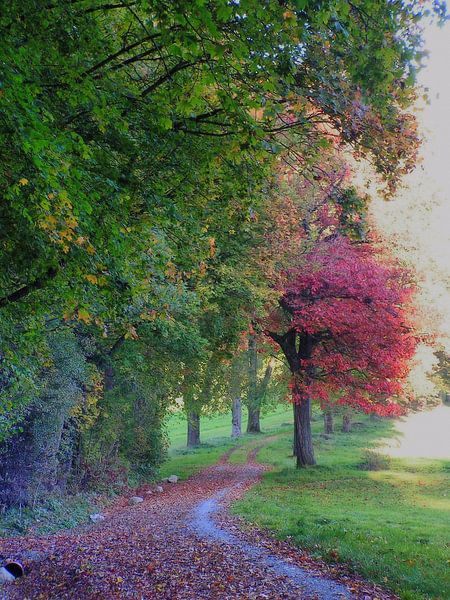 Wege I von Ilona Picha-Höberth