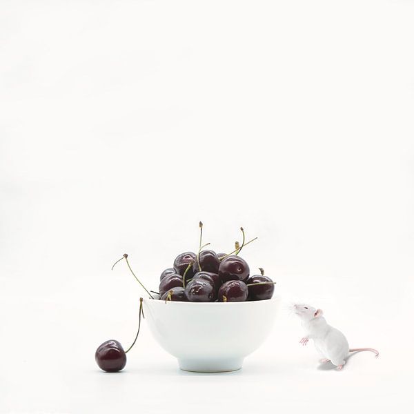 Cherry passion . Still life with humor and cherries by Saskia Dingemans Awarded Photographer