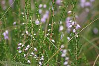 Bruyère lilas en fleur
