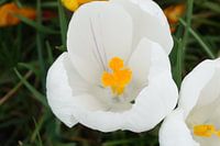 Het hart van een krokus