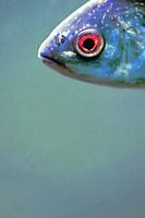 Fischauge, ein Blick von oben