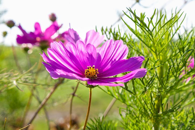 Prachtige bloem in de wind van Nel Diepstraten