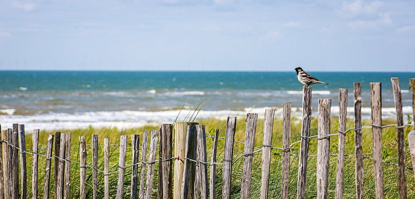 Musikalische Momente: Spatz auf dem Zaun in der Sonne, von den Dünen aus gesehen, mit dem strahlend blauen Meer im Hintergrund von ByLulu