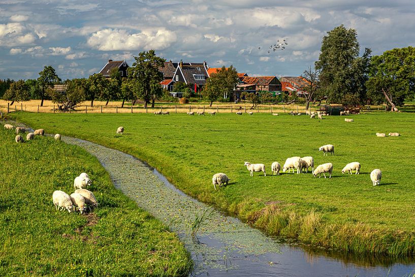 Typische niederländische Landschaft mit Schafen auf Marken von Marco Rutten