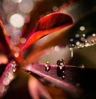 Drops with bokeh III