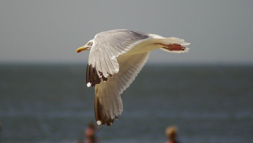 Möwe 4 von Norbert Sülzner