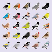 Graphic birds - 25 Dutch garden birds in style (purple edition)