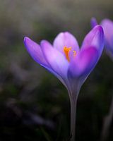 Sprookjesachtige lente