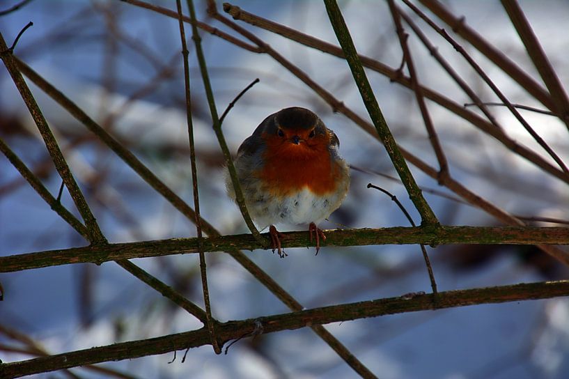 Robins par Edgar Schermaul