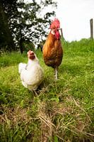 Chickens and Rooster in the wild