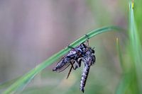 Mouche prédatrice commune, cannibalisme ?