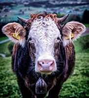 A Swiss cow in the meadow near Mount Pfannenstiel near Zurich.